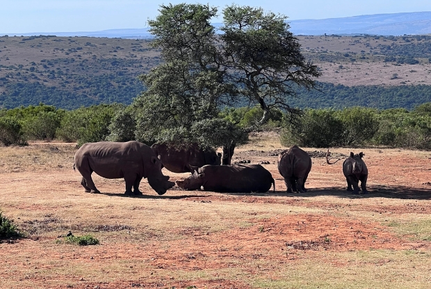 Rhinos